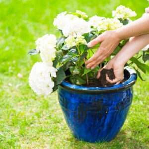 hydrangeas in containers