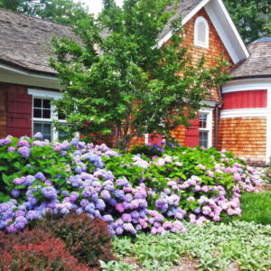 how to plant hydrangeas