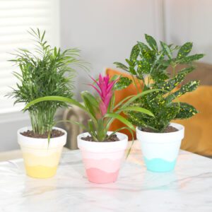 add indoor plants to ombre containers