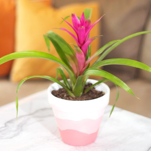 Beautiful Bromeliads on Terra Cotta Painted Pots | Calloway’s Nursery