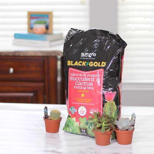 Black Gold® Natural & Organic Succulent & Cactus Potting Mix for Ideal Soil Structure and Drainage | Calloway’s Nursery