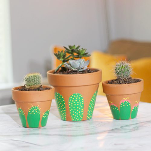 Beautiful Echeveria Assorted Trendy Succulents on Terra Cotta Painted Pots | Calloway’s Nursery