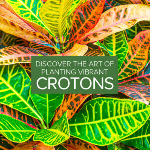 petra croton