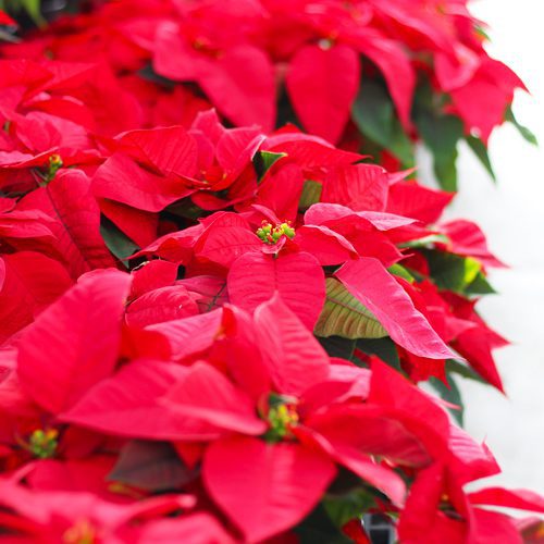 red poinsettias