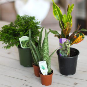 indoor plants