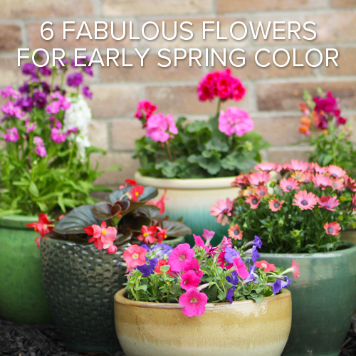 what kind of flowers to plant in early spring