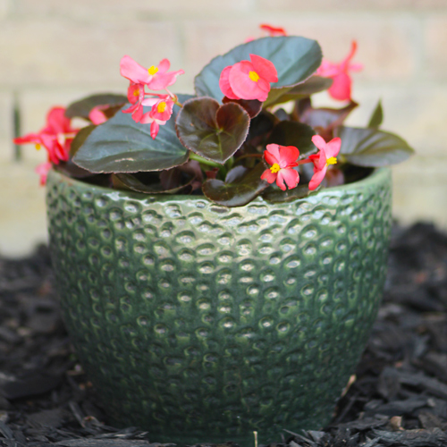 planted begonias in a flower pot