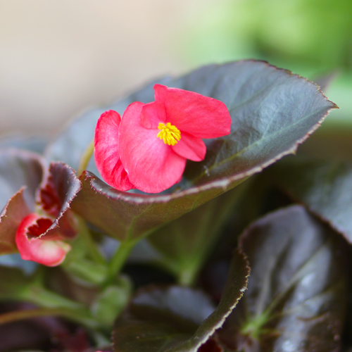 red begonia