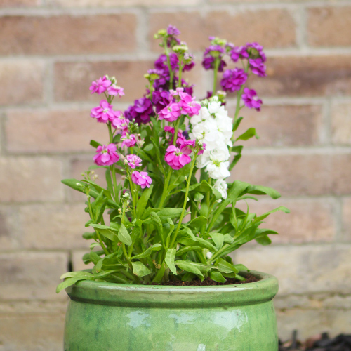 stock flowers in a flower pot 
