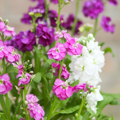 pink, purple & white stock flowers
