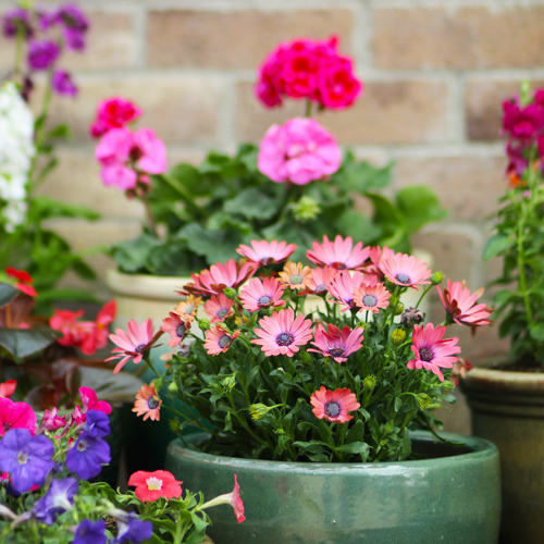 flowers in early spring blooms