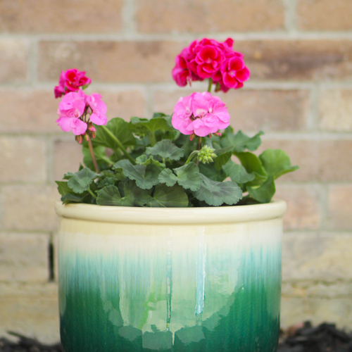 geraniums in a flower pot