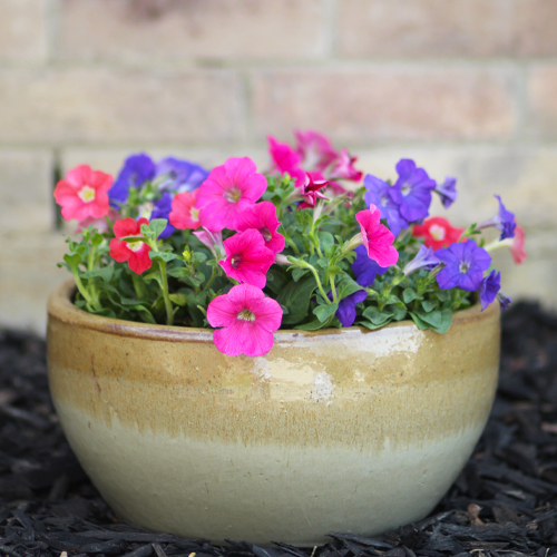 petunias in a flower pot