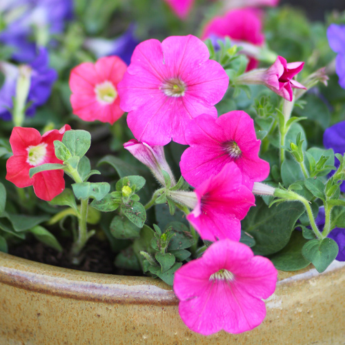 pink petunias