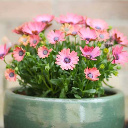 african daisy planted in a flower pot