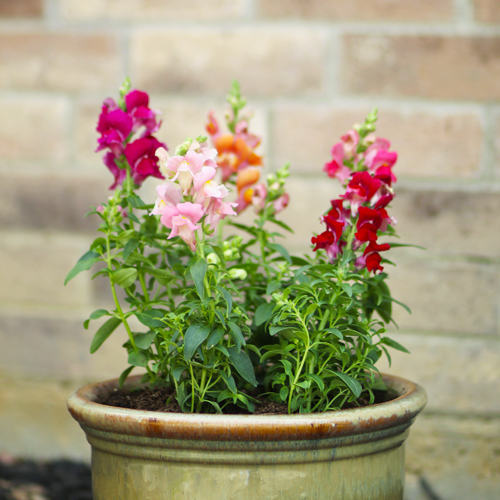 snapdragon in a flower pot