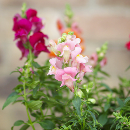 pink snapdragons