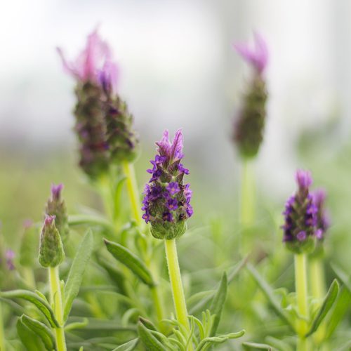 lavender