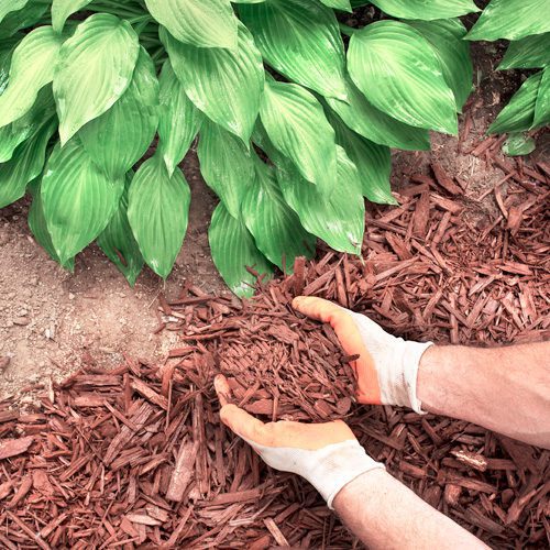 mulch