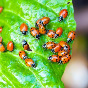 lady bugs