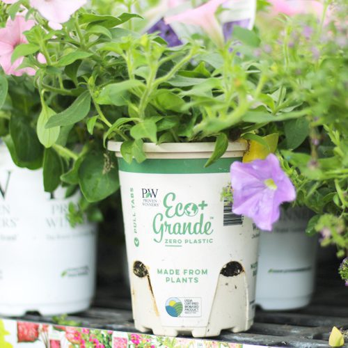 eco pot