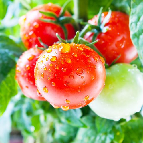 tomatoes
