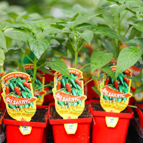 pepper plant