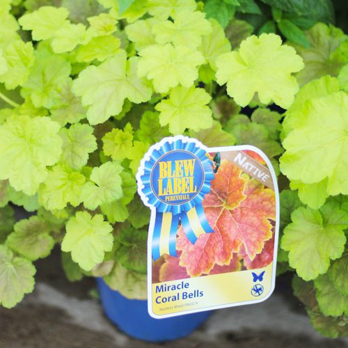 coral bells