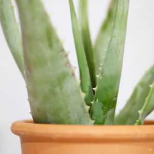 aloe vera
