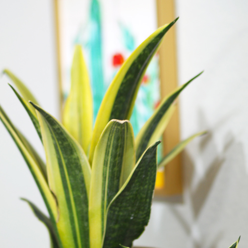 sansieveria