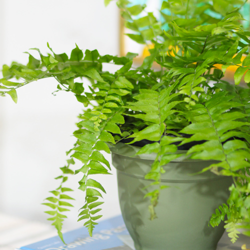 boston fern plant