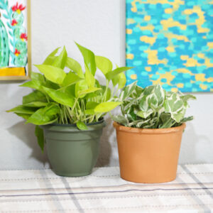 pothos ivy plants