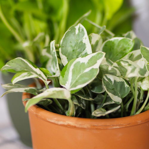pothos ivy