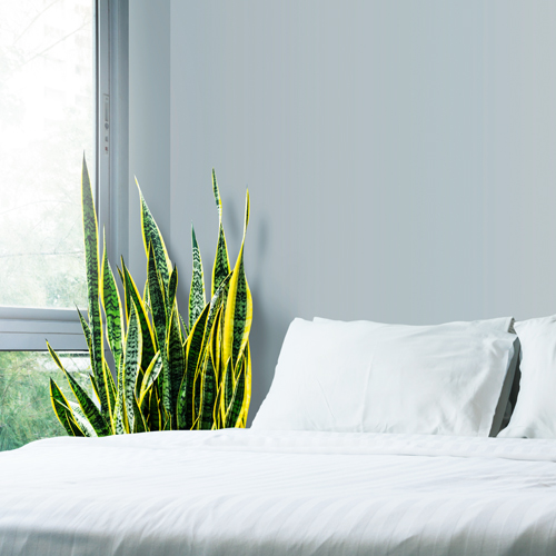 indoor plant in bedroom