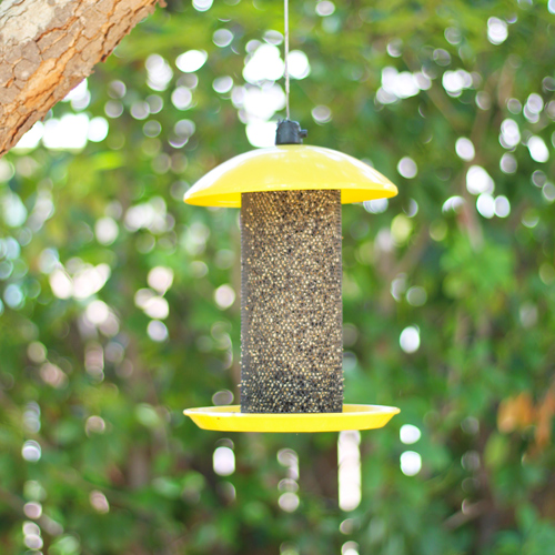 bird feeder