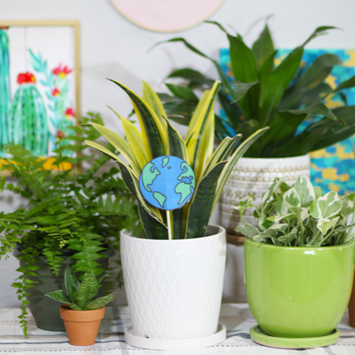 indoor plants