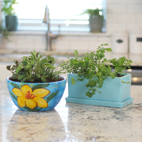 Kitchen Herb Starter