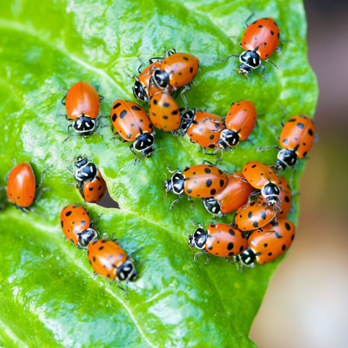 natural pest control