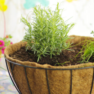 rosemary