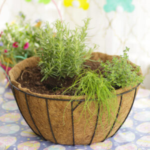 herb plants
