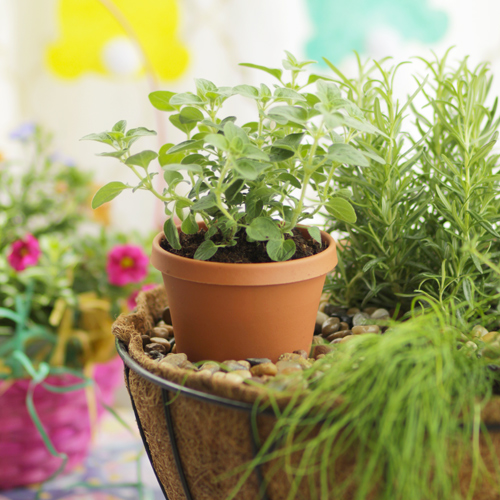 oregano