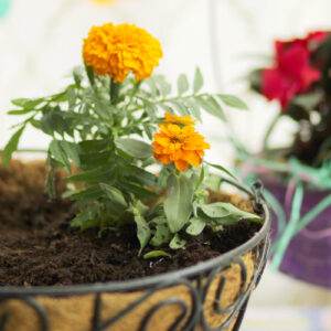 marigolds and zinnias