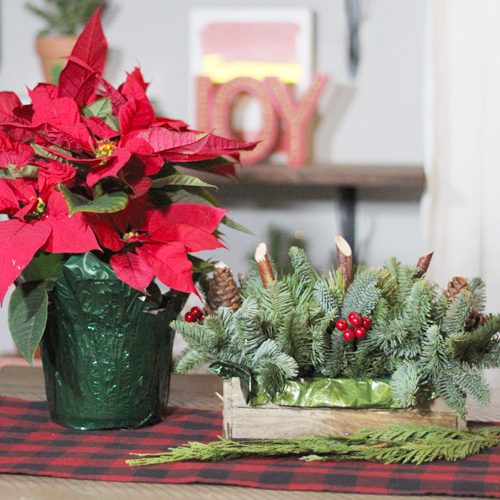 christmas greenery and poinsettias