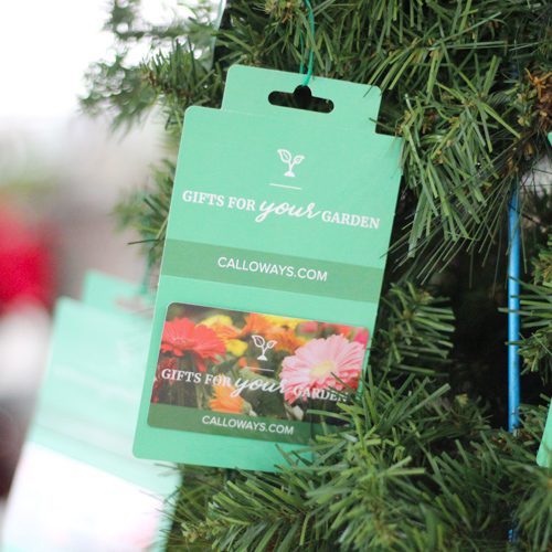 6 Easy Gift Ideas for the Holidays Calloway’s Nursery
