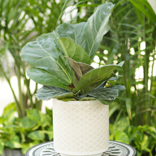 ficus