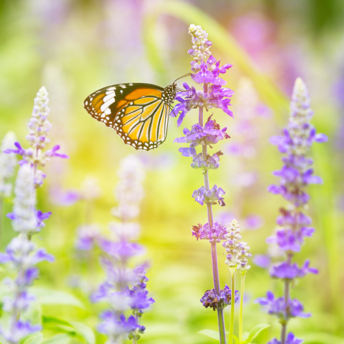 The Importance of Pollinator Plants in Supporting Biodiversity | butterfly on salvia