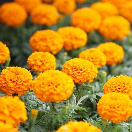 marigolds | warm season annuals
