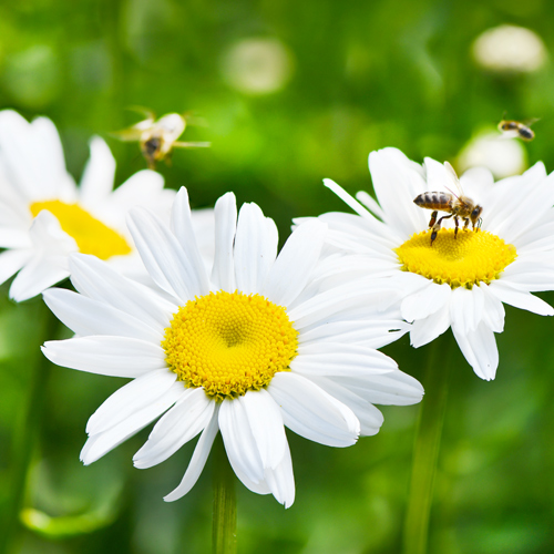 shasta daisy | spring perennials