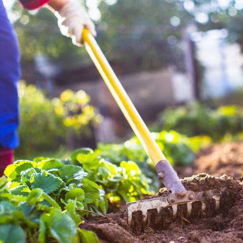 The Benefits of Organic Gardening | Picture of a gardener raking organic dirt