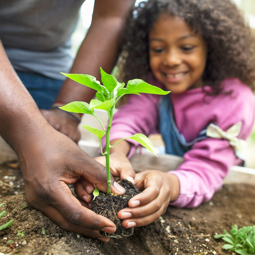 planting tomato